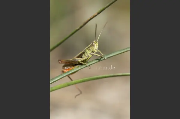 Fokus-Natur Bild