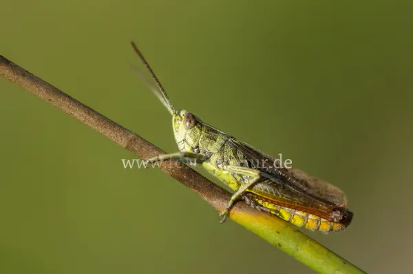 Fokus-Natur Bild
