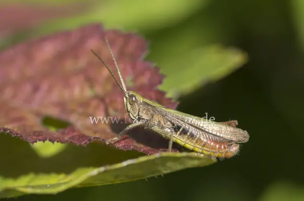 Fokus-Natur Bild