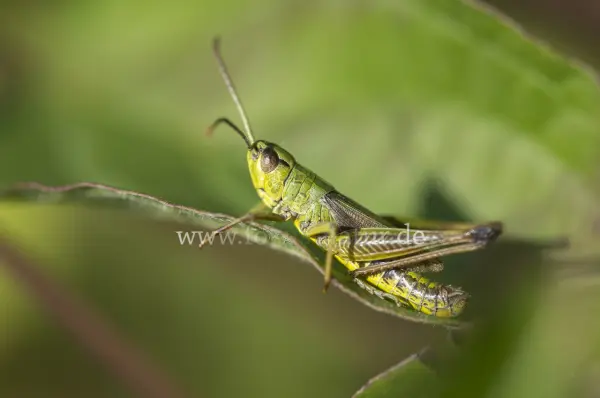 Fokus-Natur Bild