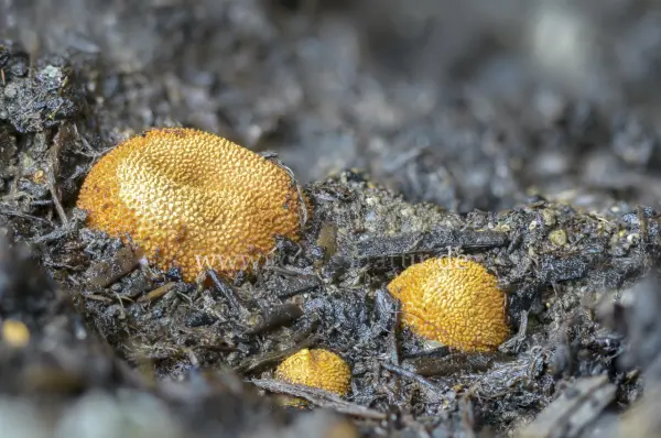 Fokus-Natur Bild