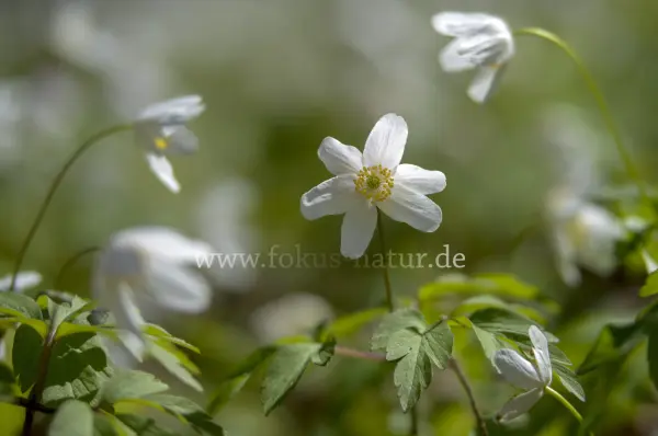 Fokus-Natur Bild