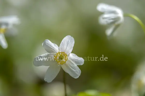 Fokus-Natur Bild