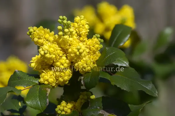 Fokus-Natur Bild
