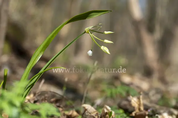 Fokus-Natur Bild