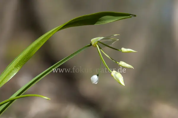 Fokus-Natur Bild