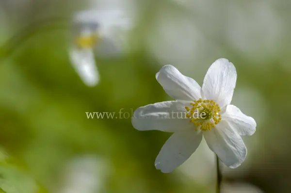 Fokus-Natur Bild