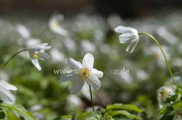 Fokus-Natur Bild