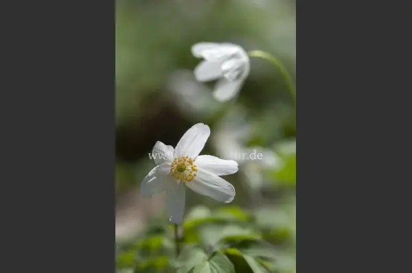 Fokus-Natur Bild