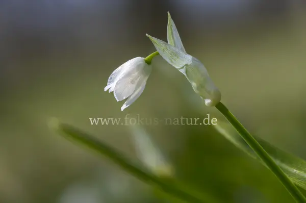 Fokus-Natur Bild