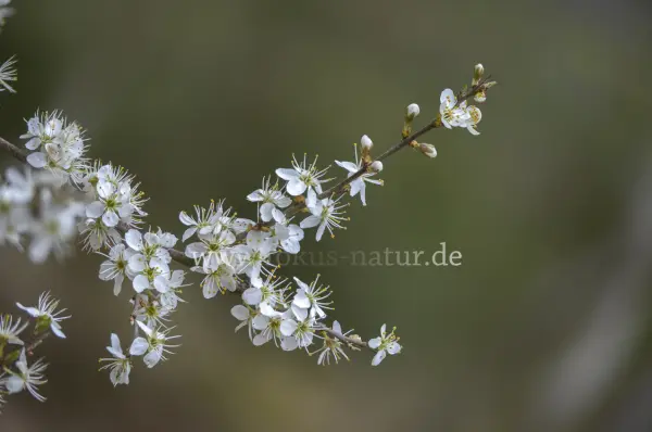Fokus-Natur Bild