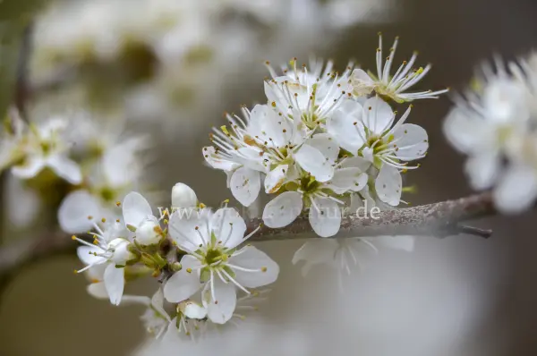 Fokus-Natur Bild