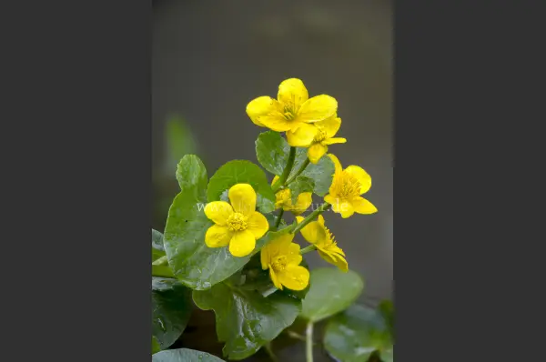 Fokus-Natur Bild