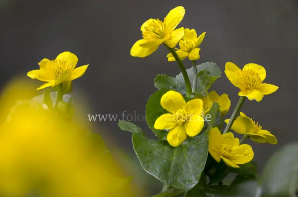 Fokus-Natur Bild