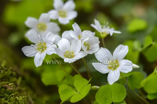 Fokus-Natur Bild