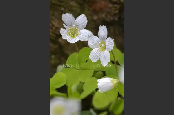 Fokus-Natur Bild