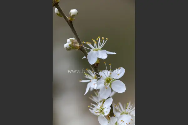 Fokus-Natur Bild