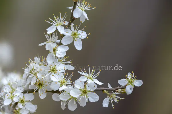 Fokus-Natur Bild