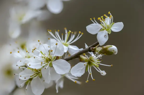 Fokus-Natur Bild