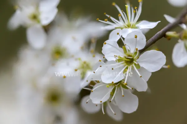 Fokus-Natur Bild