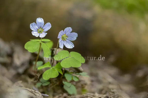 Fokus-Natur Bild