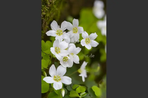 Fokus-Natur Bild