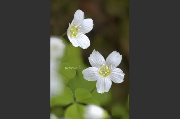 Fokus-Natur Bild