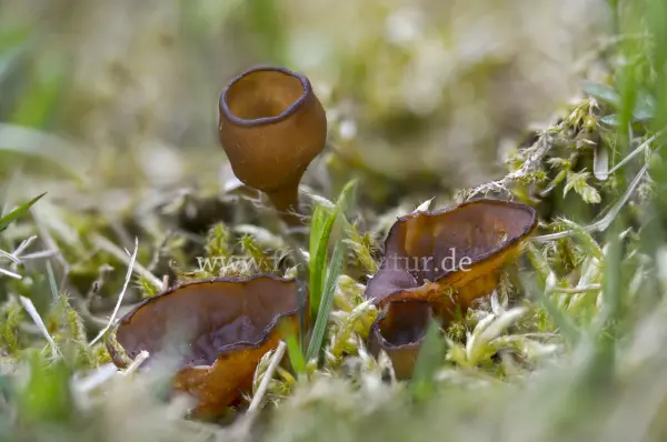 Fokus-Natur Bild