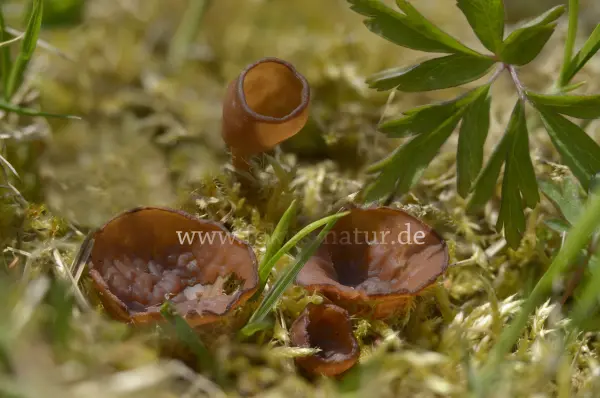 Fokus-Natur Bild