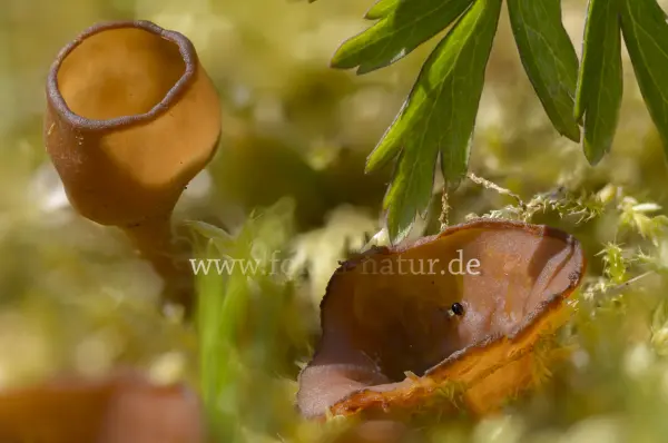 Fokus-Natur Bild
