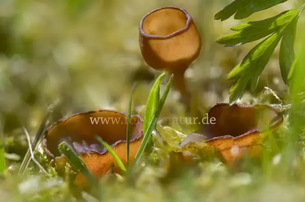 Fokus-Natur Bild