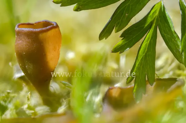 Fokus-Natur Bild