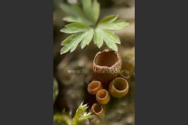 Fokus-Natur Bild