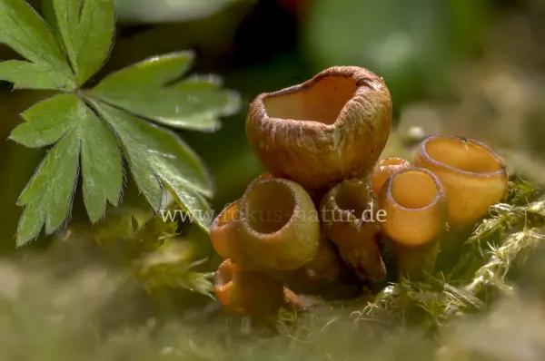 Fokus-Natur Bild