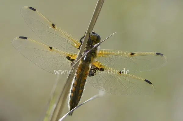 Fokus-Natur Bild