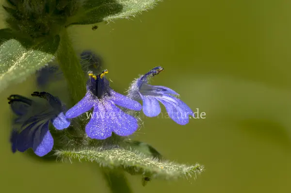 Fokus-Natur Bild