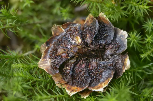 Fokus-Natur Bild