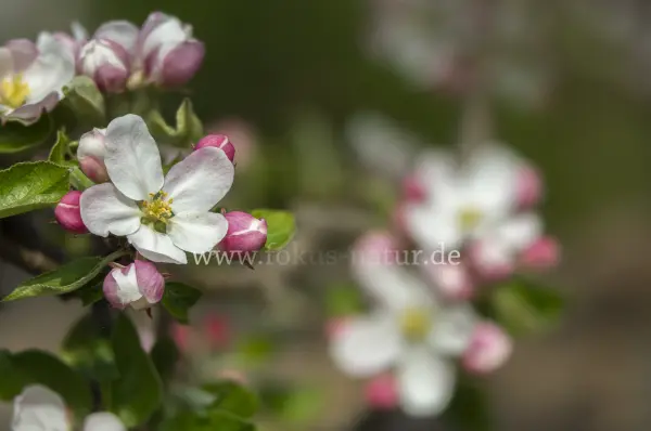 Fokus-Natur Bild
