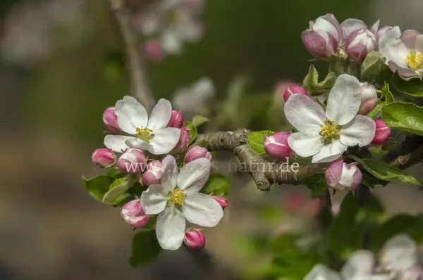 Fokus-Natur Bild