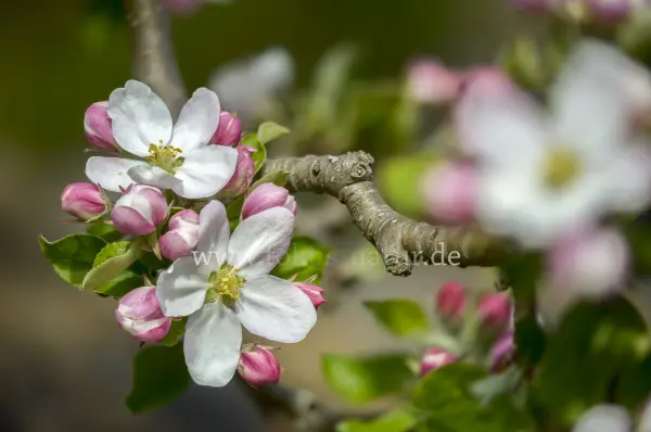 Fokus-Natur Bild