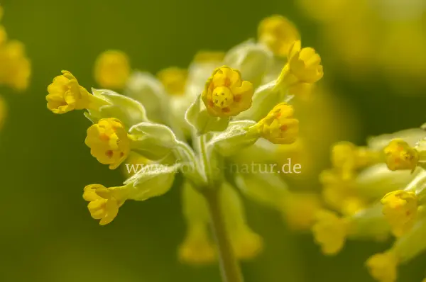 Fokus-Natur Bild