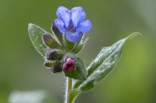 Fokus-Natur Bild