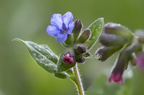 Fokus-Natur Bild