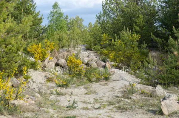 Fokus-Natur Bild