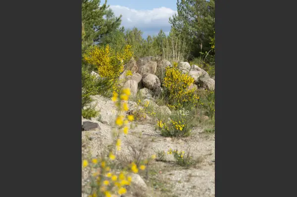 Fokus-Natur Bild