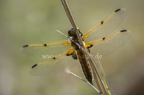 Fokus-Natur Bild