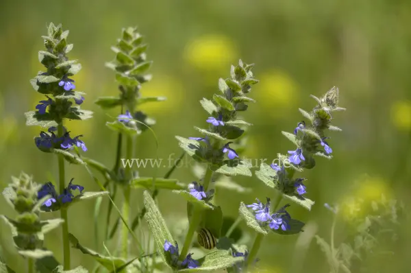 Fokus-Natur Bild