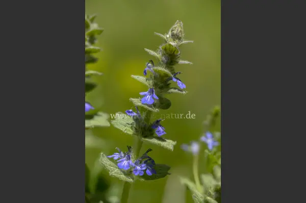 Fokus-Natur Bild