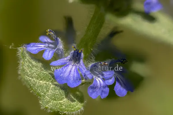 Fokus-Natur Bild