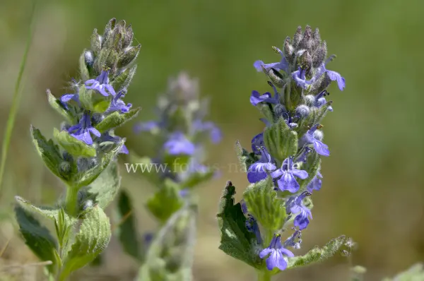 Fokus-Natur Bild